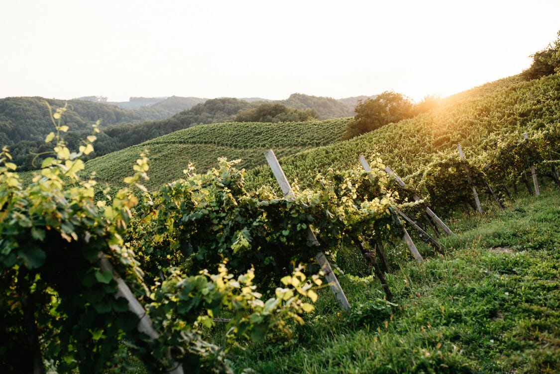 Hochzeit Gamlitz Schilhan 53